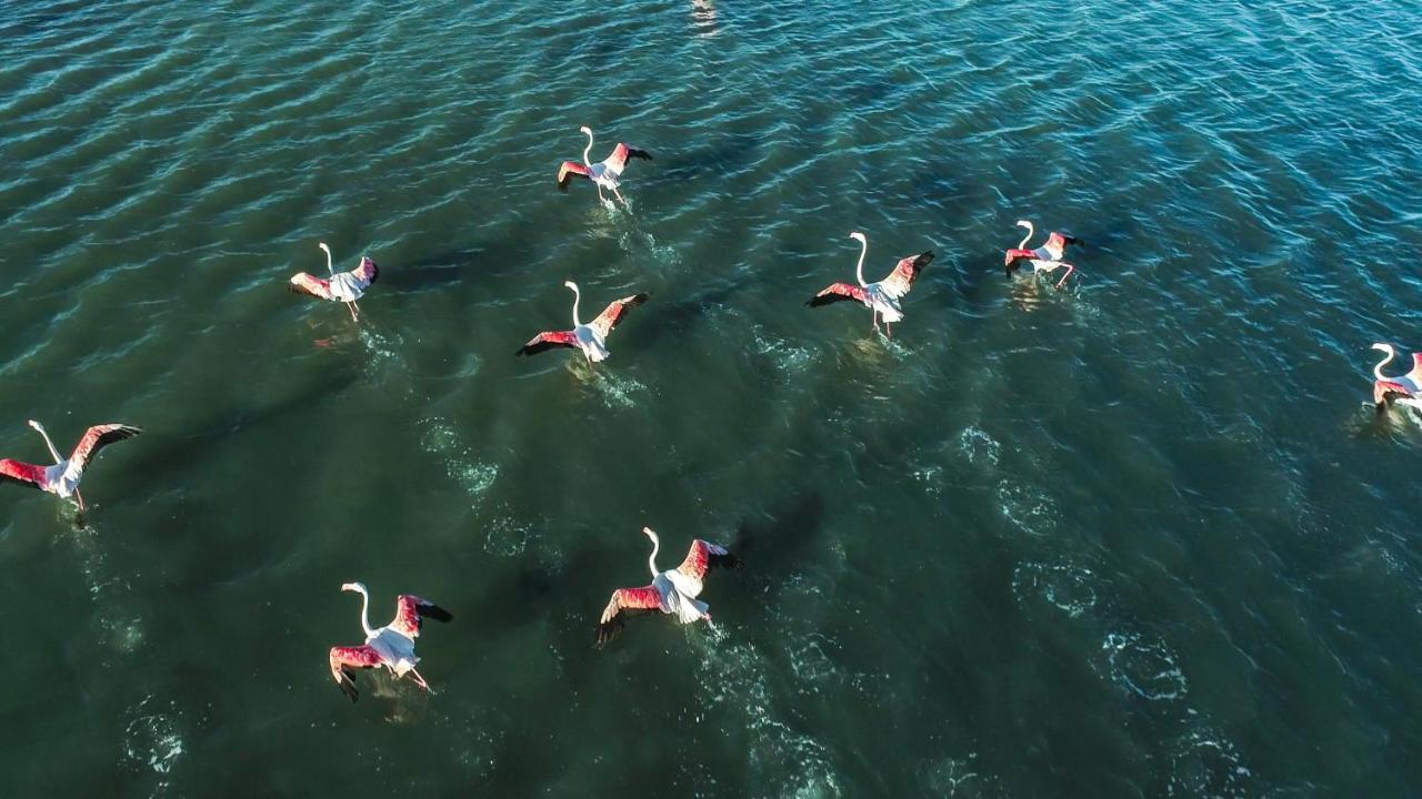 Nuits Salines Aigues-Mortes Esterno foto